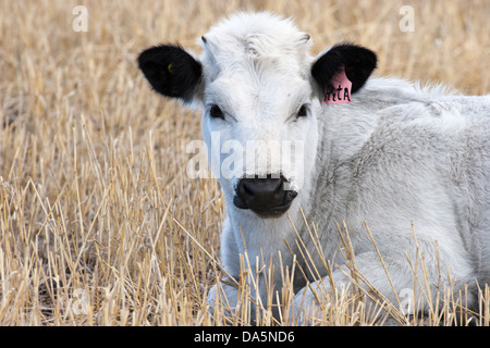 White Park kreuzt Kalb mit Ohrenschild namens Rita, aus nächster Nähe, liegt im Freien auf dem Farmfeld in Saskatchewan, Kanada Stockfoto