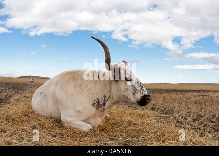 White Park - Longhorn-Mischkuh mit langen Hörnern, die auf dem Farmfeld in der Saskatchewan-Prärie, Kanada, liegen Stockfoto