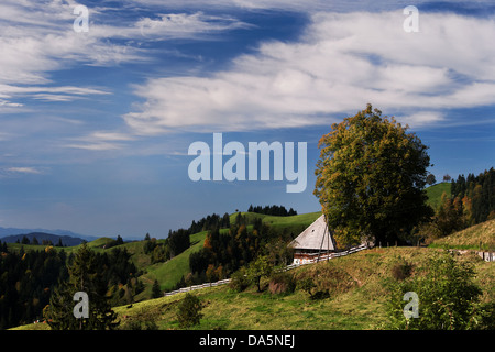 Baum, Dach, Emmental, Haus, Haus, Himmel, Hof, Hof, Hügellandschaft, Kanton Bern, Bern, Landschaft, Langnau, Linde, Lüderenalp, S Stockfoto