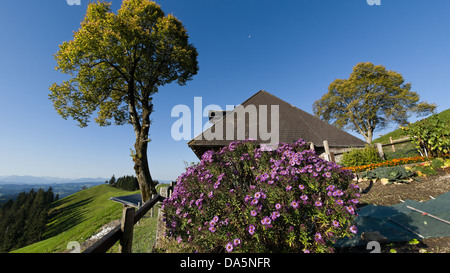 Astern, Bauerngarten, Baum, Emmental, Garten, Garten, Zaun, Chalet, Hügellandschaft, Kanton Bern, Bern, composite, Landschaft, Wirtschaft Stockfoto