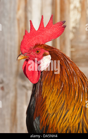 Der farbenfrohe Hahn aus nächster Nähe auf einer Farm in Saskatchewan, Kanada Stockfoto