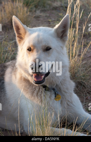 Wolfshund (Weißer Schäferhund - Wolf Kreuz) im Freien auf der Ranch Stockfoto