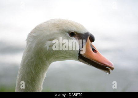 schöne Höckerschwan (Cygnus Olor) ruht auf dem Wasser Stockfoto