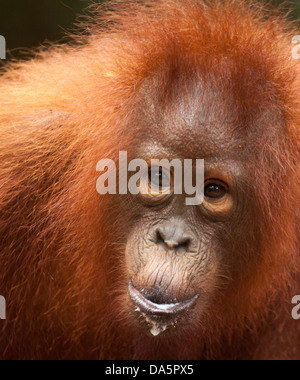 Junge Wilde bornesischen Orang-utan (Pongo pygmaeus) Konsummilch Mischung aus zusätzlichen Feststoffeintrag in Camp Leakey Stockfoto