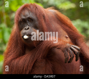 Wilder Bornean Orangutan (Pongo pygmaeus), der Banane von der zusätzlichen Futterstation in Kalimantan, Borneo, Indonesien, isst Stockfoto