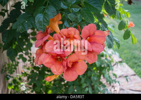 Eine Trompetenrebe, Campsis radidicans, mit orangefarbenen Frühsommerblüten vor einem Holzzaun. Oklahoma, USA. Stockfoto