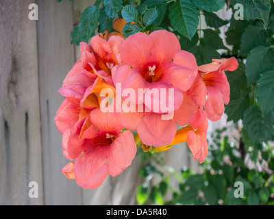 Eine Trompetenrebe, Campsis radidicans, mit orangefarbenen Frühsommerblüten vor einem Holzzaun. Oklahoma, USA. Stockfoto