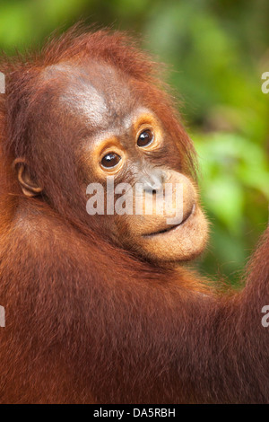 Wilder Bornean Orangutan (Pongo pygmaeus) Porträt Stockfoto