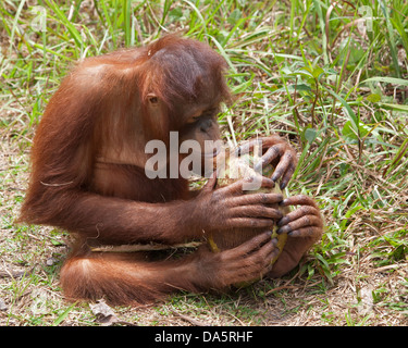 Der junge Orangutan hält eine Kokosnuss in Händen und Füßen, während er im Orangutan Care Center bei einer Erkundungssitzung im Freien spielt. Pongo pygmaeus Stockfoto