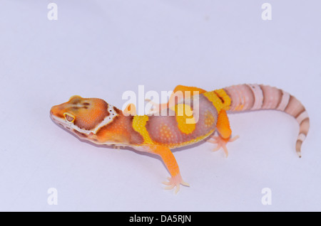 schöne juvenile Bell Albino Leopardgecko (Eublepharis Macularius) als Haustier Stockfoto