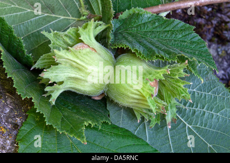 Verzweigen Sie Haselnüsse "Corylus Avellana" Reifung. Stockfoto