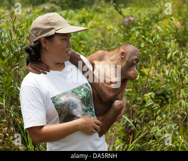 Indonesische Hausmeisterin, die im Orang-Utan-Pflegezentrum in Borneo ein junges Orangutan-Waisenkind zum Waldspiel im Freien trägt. Stockfoto