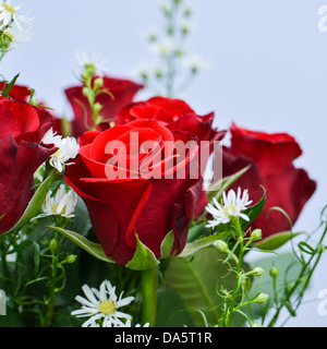 Detail von einem Bouquet von roten Rosen und Gänseblümchen. Stockfoto