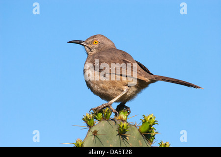 Bogenschnabel-Thrasher (Toxostoma curvirostre) hoch oben auf dem Kaktus von Prickly Pear gegen den blauen Himmel im Lower Rio Grande Valley, Süd-Texas, USA Stockfoto