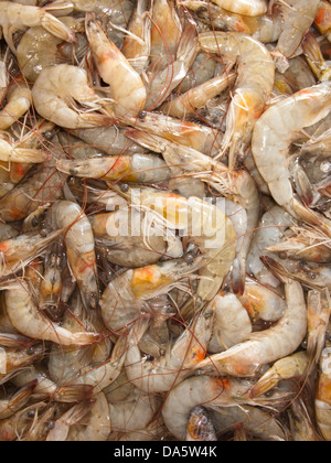 Frische Garnelen Garnelen an die lokalen Fischmarkt in Santos City, São Paulo Zustand Ufer, Brasilien Stockfoto