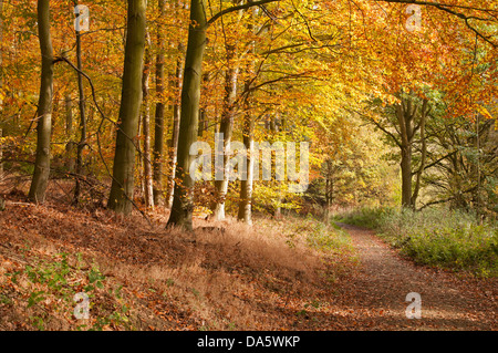 Dappled Herbst Sonnenlicht auf der ruhigen, einsamen Pfad in orange-braun Laub im malerischen Wäldern bedeckt - Lindley Holz, North Yorkshire, England, UK. Stockfoto