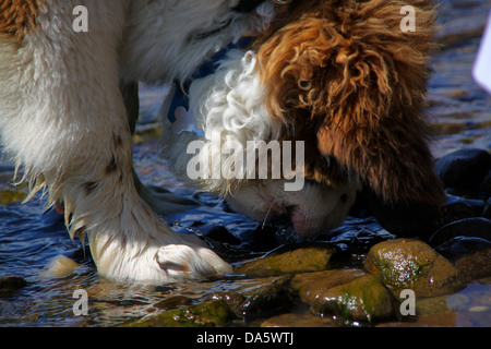 Bernhardiner Welpen trinken in See Stockfoto