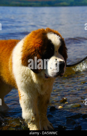 St. Bernhardiner Welpen im See Abkühlung Stockfoto