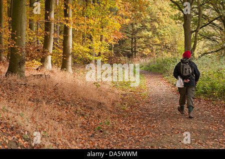 Im Herbst, man walking auf ruhigen, gewundenen Pfad in orange-braun Laub im malerischen Wald - Lindley Holz, North Yorkshire, England, UK. Stockfoto