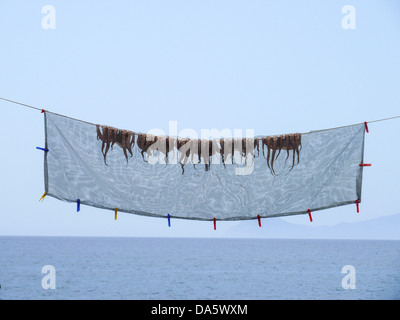 Oktopus in einem Fischernetz trocknen in der Sonne auf der Insel Nisyros Griechenland Stockfoto