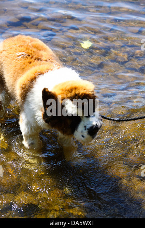 Bernhardiner Welpen abschütteln Wasser im See Stockfoto