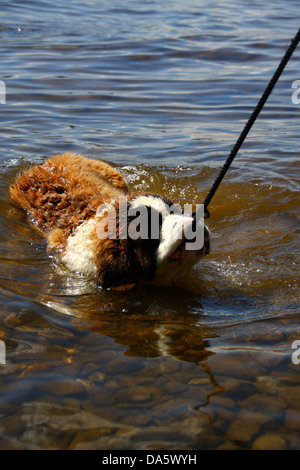 Bernhardiner Welpen spielen im See Stockfoto