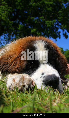 Bernhardiner Welpen liegen auf dem Rasen Stockfoto