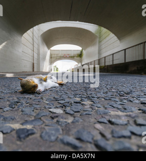 Graue Eichhörnchen liegt tot auf der Straße Stockfoto