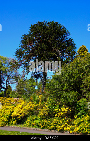 Affe Puzzle Baum Araucaria araucana Stockfoto