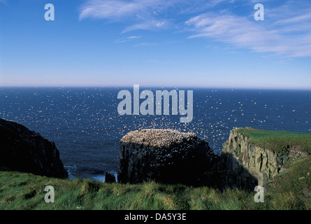 Basstölpel, Basstölpel, Morus Bassanus, Cape St. Mary's, ökologisch, Reserve, Neufundland, Kanada, Herde, Klippe, Vögel, Gree Stockfoto