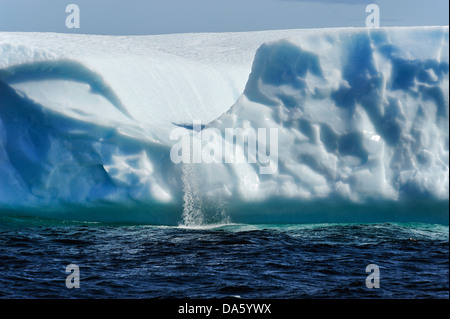 Eisberge, Eisberg, schwimmend, Krähe, Kopf, Twillingate, Neufundland, Kanada, Eis, Natur Stockfoto