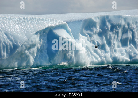 Eisberge, Eisberg, schwimmend, Krähe, Kopf, Twillingate, Neufundland, Kanada, Eis, Natur Stockfoto