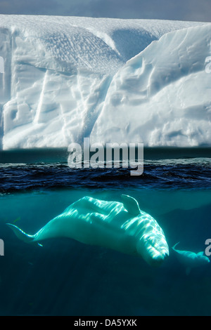Beluga, Wal, Delphinapterus Leucas, Eisberg, Twillingate, Neufundland, Kanada, Eis, Natur Stockfoto
