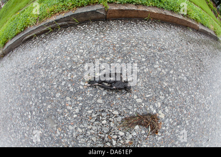Toter Vogel an einem regnerischen Tag. Stockfoto