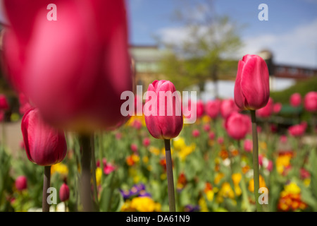 Schuss von Tulpen in einem Garten in Harrogate hautnah Stockfoto