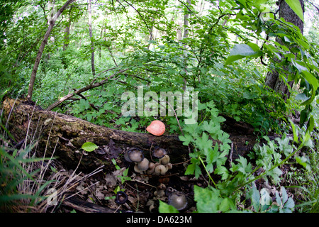 Rote und braune Pilze wachsen von einem Baum, Omaha Nebraska. Stockfoto