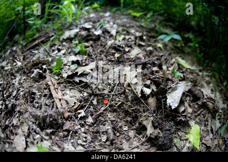 Winzige rote Pilze im Wald. Stockfoto