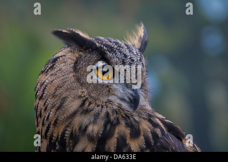 Vögel der Beute, Vogel, Blackland Prairie Raptor Center, Bubo Virginianus, große gehörnte Eule, Eule, Hunter, leptogrammica, Texas, Tiger O Stockfoto