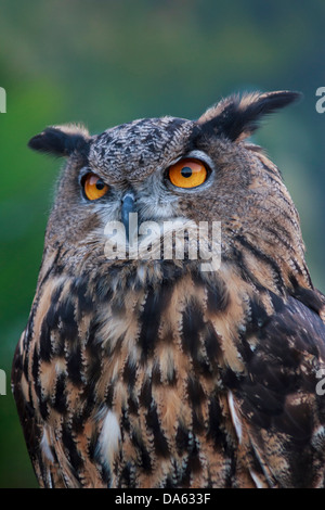 Vögel der Beute, Vogel, Blackland Prairie Raptor Center, Bubo Virginianus, große gehörnte Eule, Eule, Hunter, leptogrammica, Texas, Tiger O Stockfoto