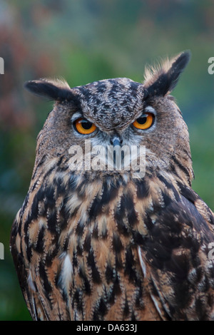 Vögel der Beute, Vogel, Blackland Prairie Raptor Center, Bubo Virginianus, große gehörnte Eule, Eule, Hunter, leptogrammica, Texas, Tiger O Stockfoto