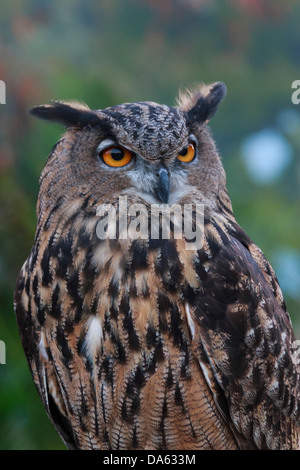 Vögel der Beute, Vogel, Blackland Prairie Raptor Center, Bubo Virginianus, große gehörnte Eule, Eule, Hunter, leptogrammica, Texas, Tiger O Stockfoto