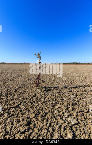 ausgetrocknet, Dürre, trockene Bett, Lake Texoma, Pflanze, überleben, Überlebender, Texas, USA, USA, Amerika, hart, trocken Stockfoto