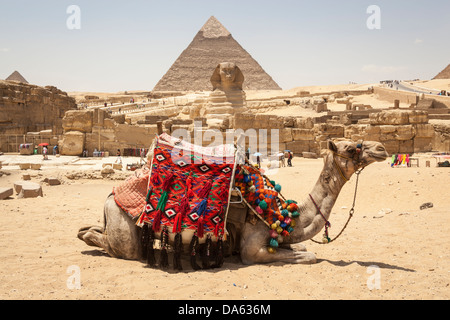Kamel vor der großen Sphinx und Pyramide des Chephren, auch bekannt als Pyramide des Chephren, Gizeh, Kairo, Ägypten Stockfoto