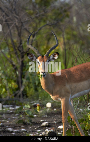 Männliche Black-faced Impala (Aepyceros Melampus Petersi), Etosha Nationalpark, Namibia, Afrika Stockfoto