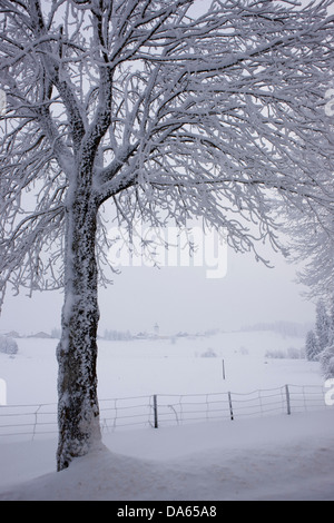 Winter, Jura, Kanton, JU, Baum, Bäume, Dorf, Schnee, winter, Schweiz, Europa, Landschaft, Landschaft, weiß, Montfaucon Stockfoto