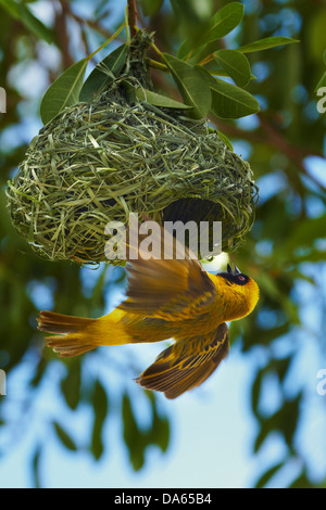 Südlichen maskierte Weber (Ploceus Velatus), am Nest, Etosha Nationalpark, Namibia, Afrika Stockfoto