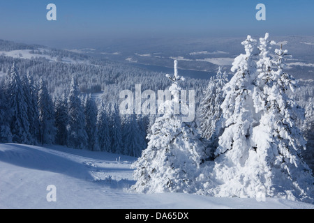 Winterbäume, Winter, Kanton, VD, Waadt, Schnee, Baum, Bäume, Holz, Wald, Schnee, Tannen, Schweiz, Europa, Col du Mollendruz, Val Stockfoto