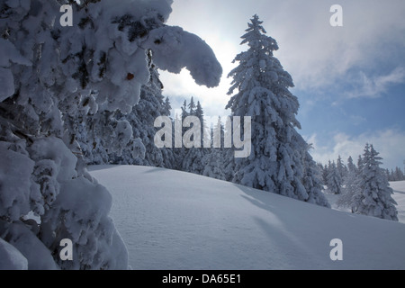 Winterbäume, Winter, Kanton, VD, Waadt, Schnee, Baum, Bäume, Holz, Wald, Schnee, Tannen, Schweiz, Europa, Col du Mollendruz, Val Stockfoto