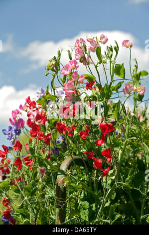 Verschieden farbige Erbse Blumen und Reben wachsen durch ein rustikales Tor vor blauem Himmel. Stockfoto