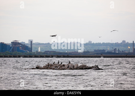 Kormorane und Möwen auf eine Pause auf einer Felseninsel in Burlington Bucht, Hamilton, Ontario, Kanada. Stockfoto